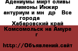 Адениумы,мирт,оливы,лимоны,Инжир, антуриум и мн .др - Все города  »    . Хабаровский край,Комсомольск-на-Амуре г.